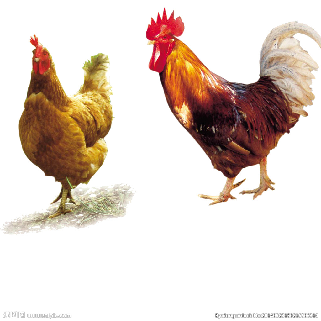  提高肉鴨養(yǎng)殖效益！這八個飼養(yǎng)管理要注意了?。夹g） 